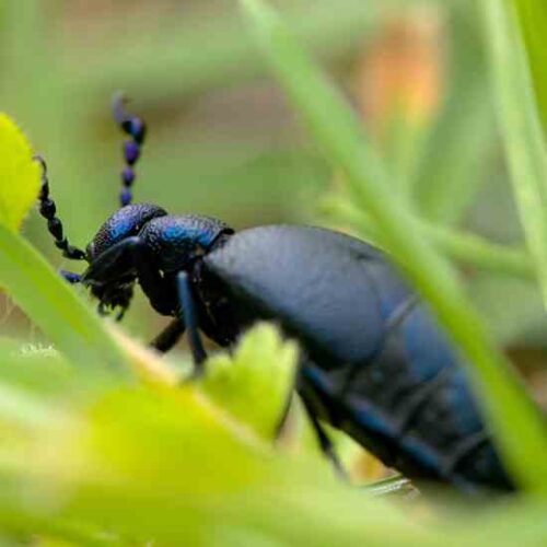 Beneficial Ground Beetles